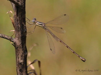 Lestes rectangularis, female